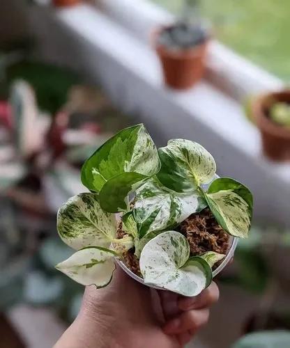 LITTLE JUNGLE Manjula Pothos - Healthy Live Plant with White Pot, Air Purifying Money Plant, Indoor Plants for Living Room, Gifting, Bedroom, Kitchen, Garden, Balcony, Home Décor & Office Desk Table