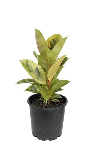 LITTLE JUNGLE Ficus Shivereana Rubber Plant - Healthy Live Plant with Pot, Best Air Purifying Plant, Indoor Plants for Living Room, Gifting, Bedroom, Kitchen, Garden,Balcony, Home Décor & Office Desk